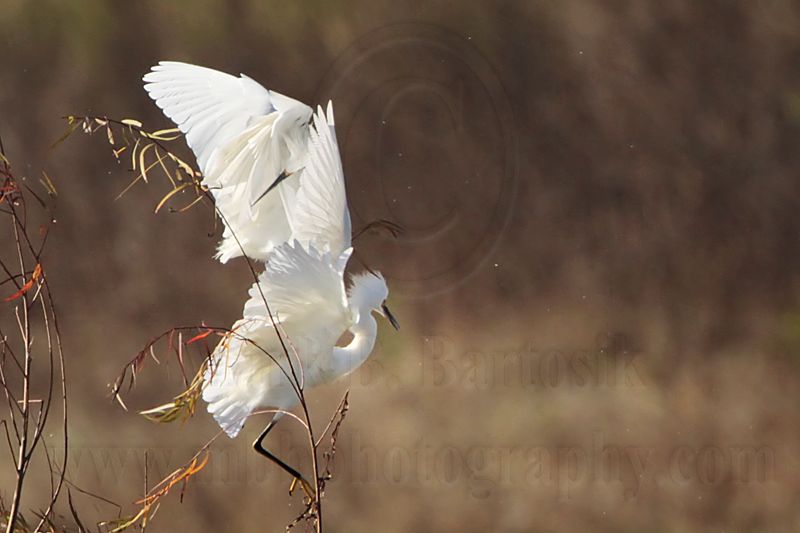 _MG_0587 Snowy Egret.jpg