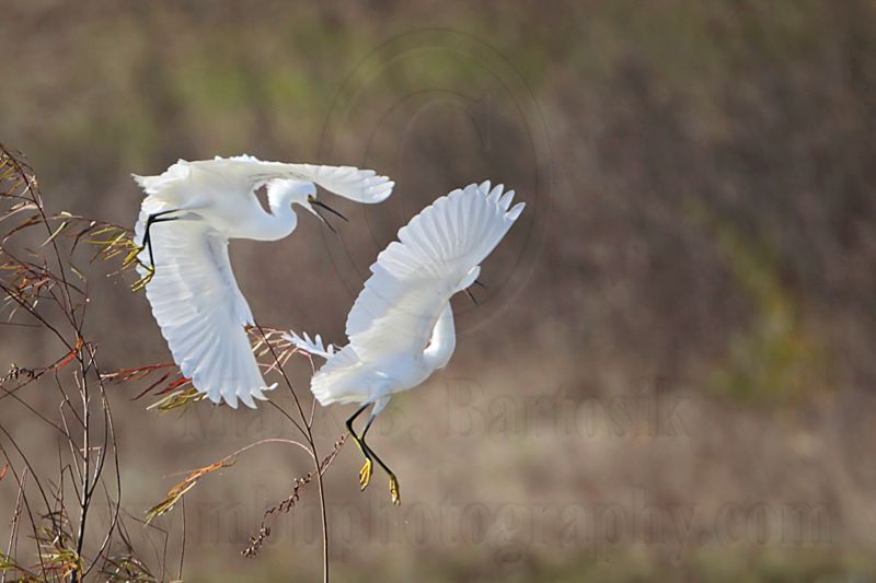 _MG_0617 Snowy Egret.jpg