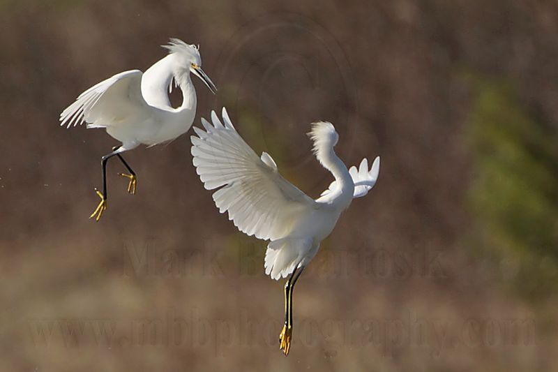 _MG_0636c Snowy Egret.jpg