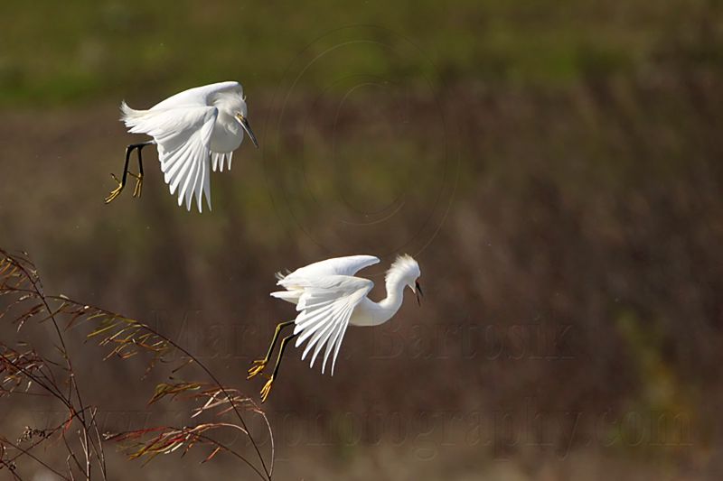 _MG_0656 Snowy Egret.jpg