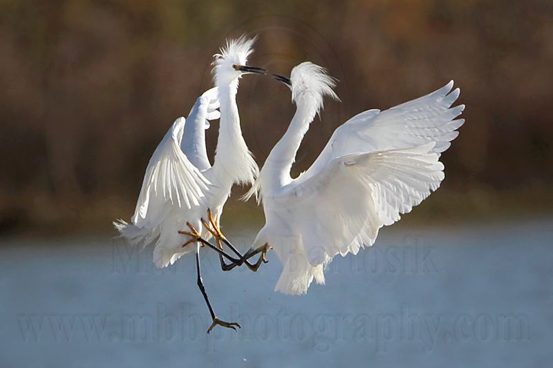 _MG_7849 Snowy Egret.jpg