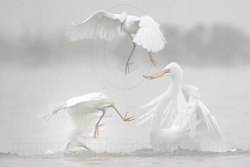 _MG_2398 Snowy & Great Egret.jpg