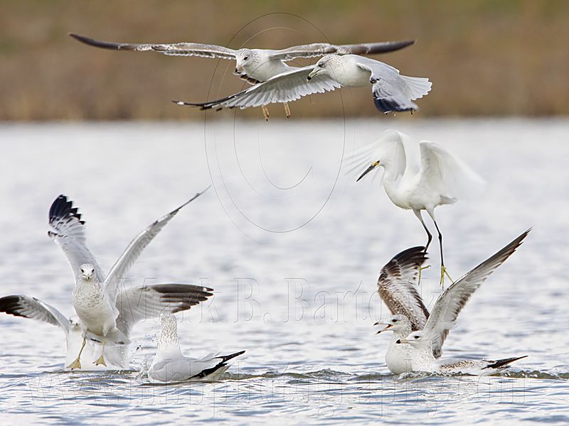 _MG_3797 Snowy Egret & Ring-billed Gull.jpg