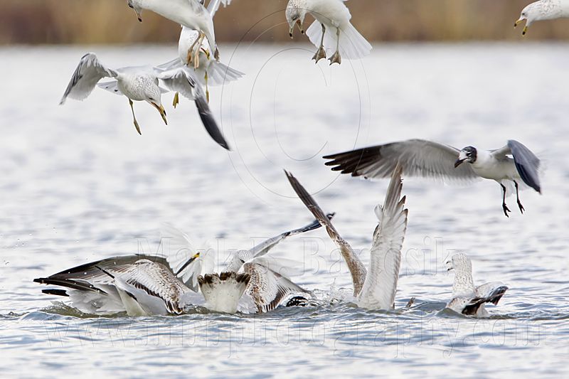 _MG_3814 Snowy Egret & Ring-billed Gull & Laughing Gull.jpg