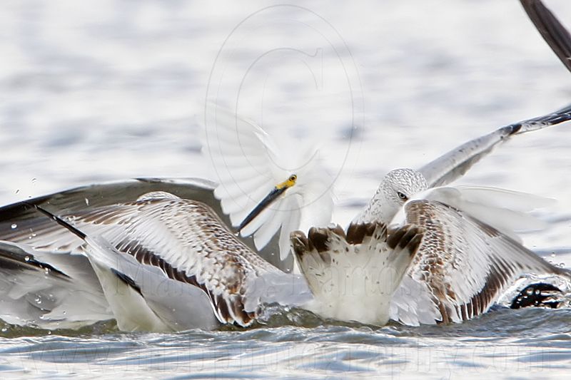 _MG_3814crop Snowy Egret & Ring-billed Gull.jpg