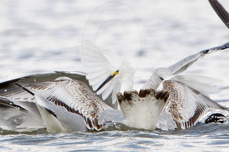 _MG_3814crop Snowy Egret & Ring-billed Gull.jpg
