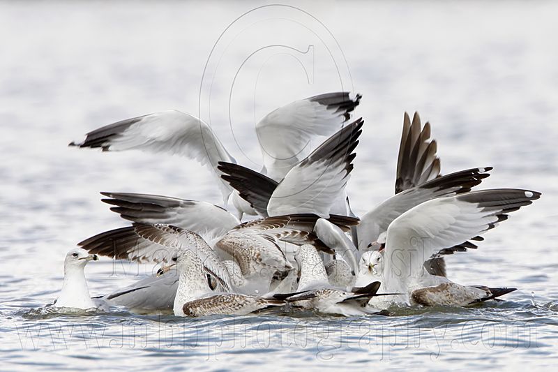 _MG_3822 Snowy Egret & Ring-billed Gull.jpg