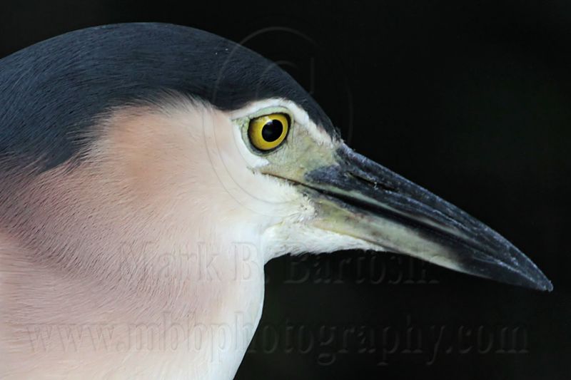 Nankeen Night-Heron_6421crop.jpg