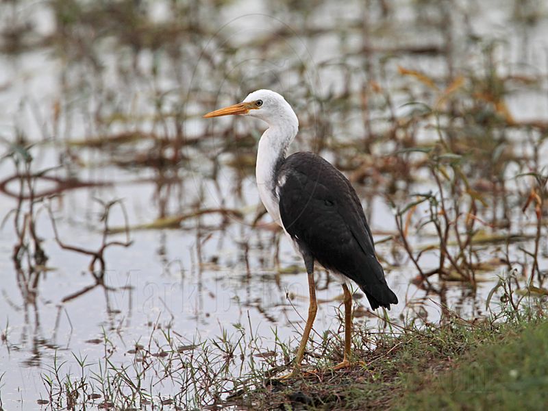 Pied Heron_7113.jpg
