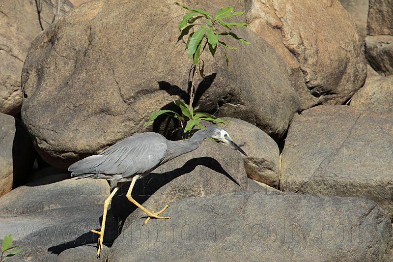 White-faced Heron_8386.jpg