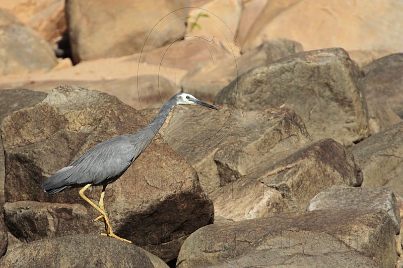 White-faced Heron_8404.jpg