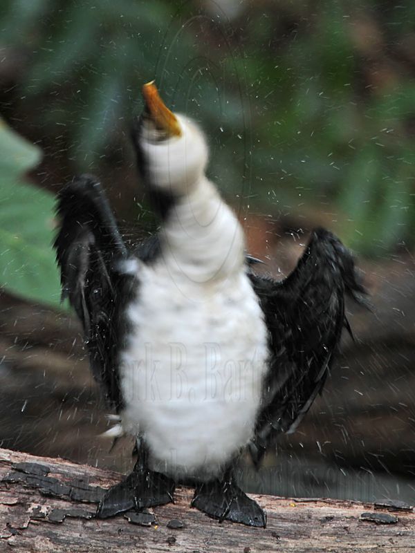 Little Pied Cormorant_6472.jpg