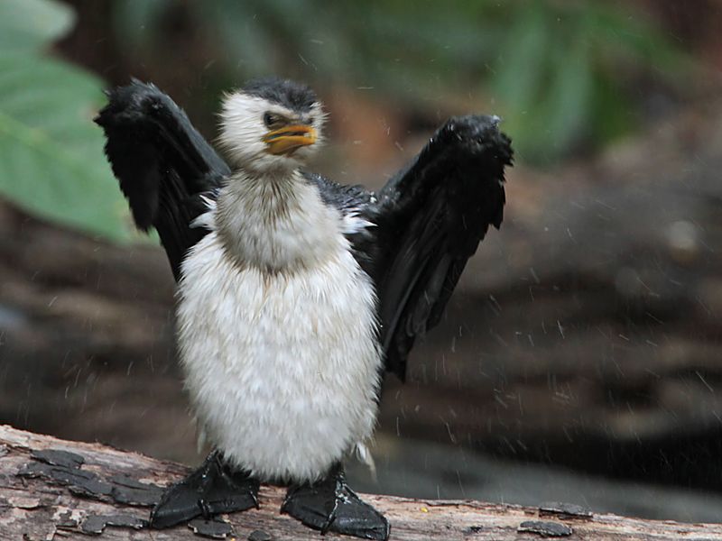 Little Pied Cormorant_6474.jpg