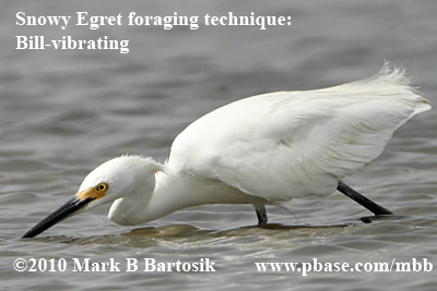 Snowy Egret Foraging Technique: Bill-vibrating - A prey atracting behavior