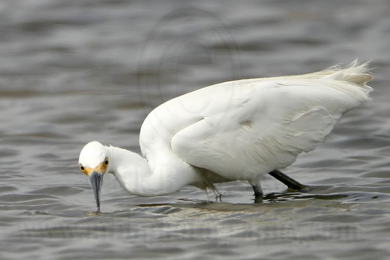 Snowy Egret_8656.jpg