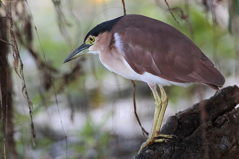 Nankeen Night-Heron 3242.jpg