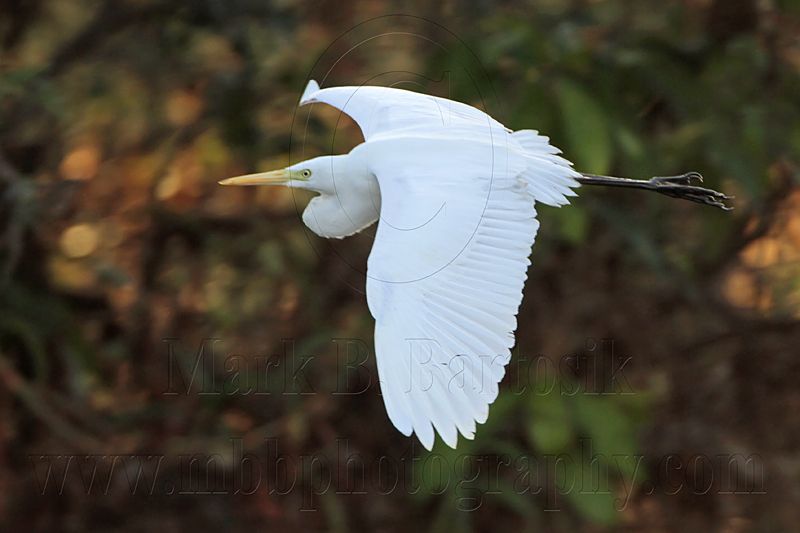Intermediate Egret 3541.jpg