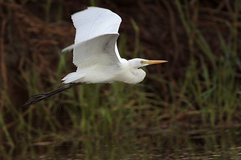 Intermediate Egret 3569.jpg