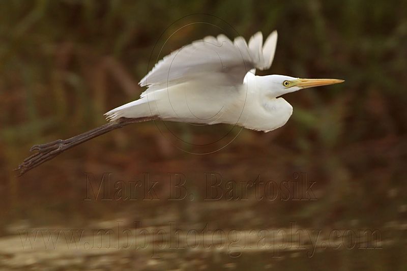 Intermediate Egret 3572.jpg