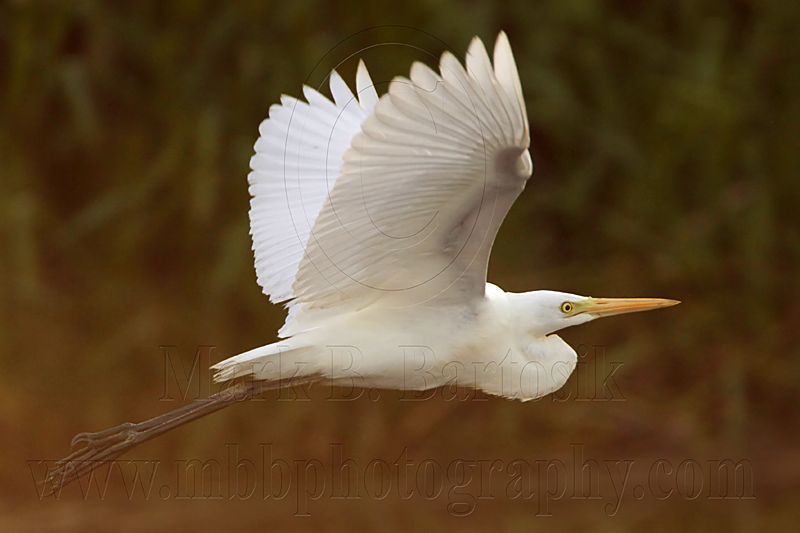 Intermediate Egret 3574.jpg