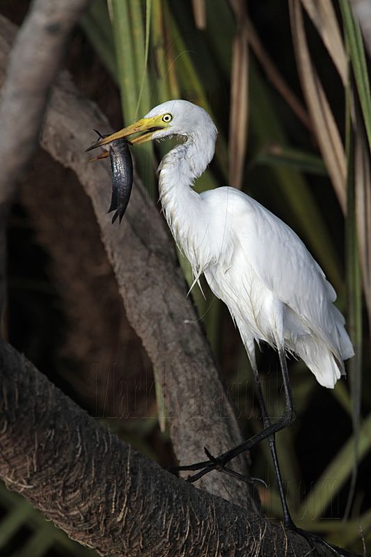 Intermediate Egret 4689.jpg
