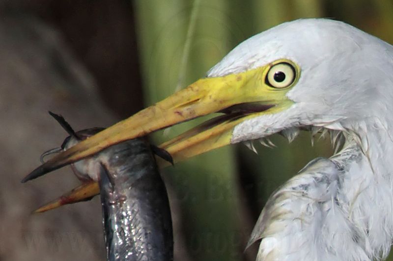 Intermediate Egret 4689crop.jpg