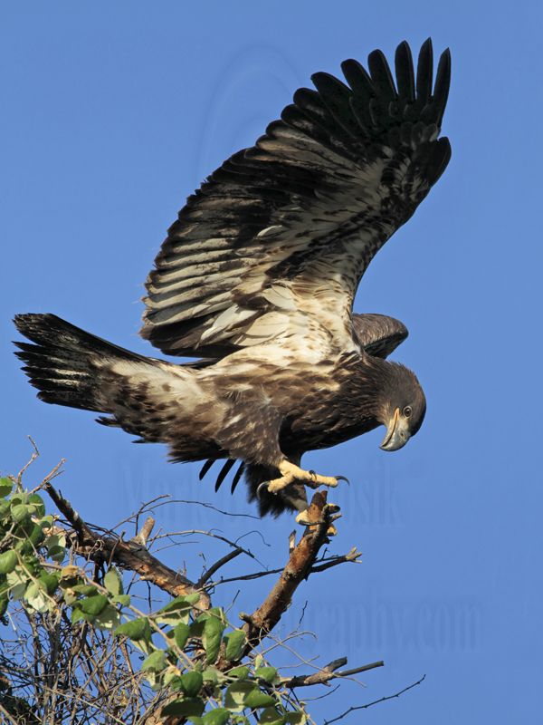 Eagle_Bald_6213.jpg
