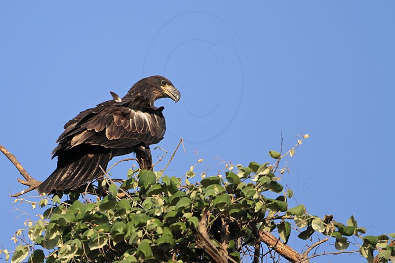 _MG_5716 Bald Eagle.jpg