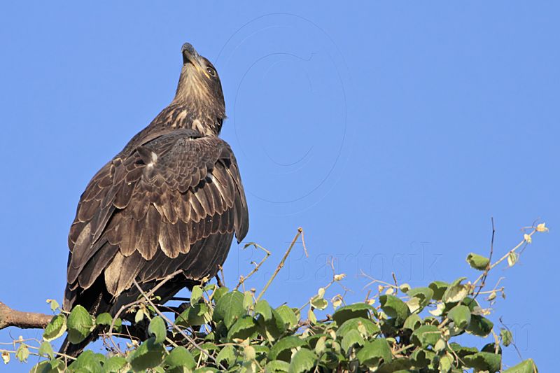 _MG_5742 Bald Eagle.jpg