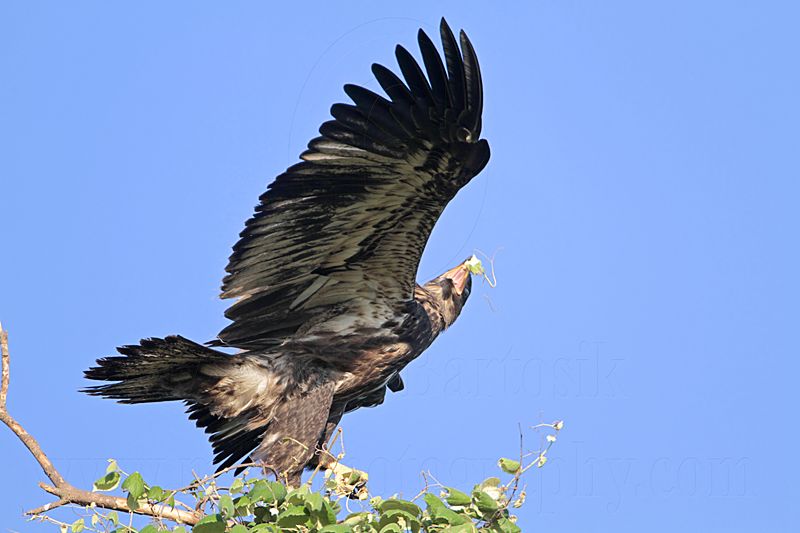 _MG_5820 Bald Eagle.jpg