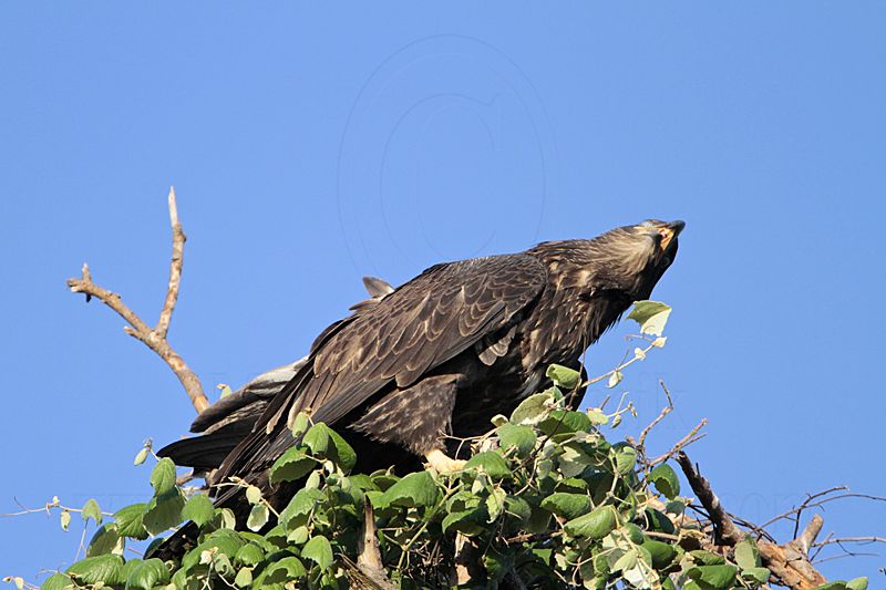 _MG_5943 Bald Eagle.jpg