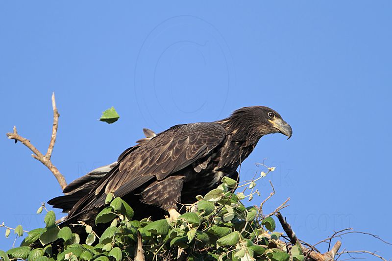 _MG_5944 Bald Eagle.jpg
