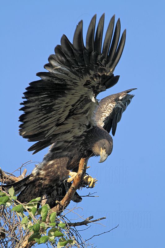 _MG_6246 Bald Eagle.jpg