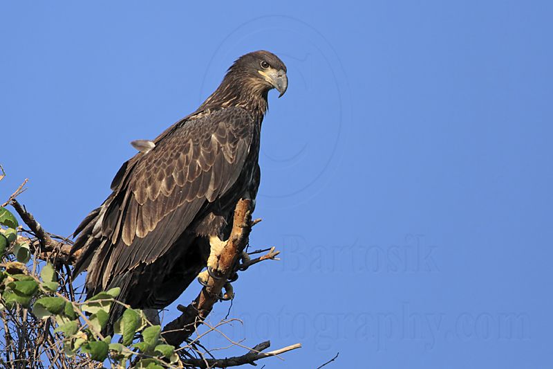_MG_6288 Bald Eagle.jpg