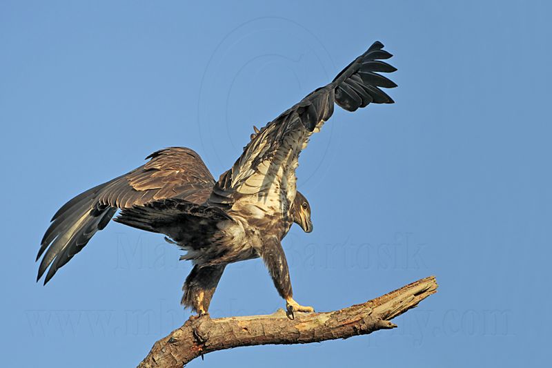 _MG_6491 Bald Eagle.jpg