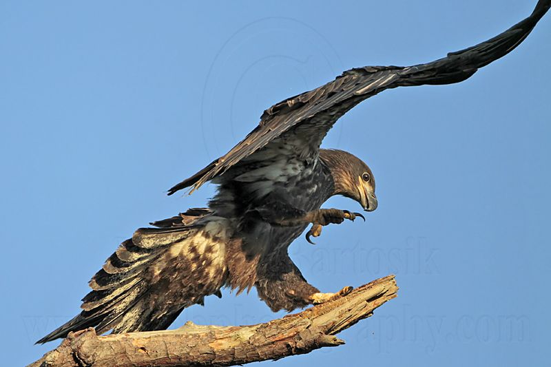 _MG_6495 Bald Eagle.jpg