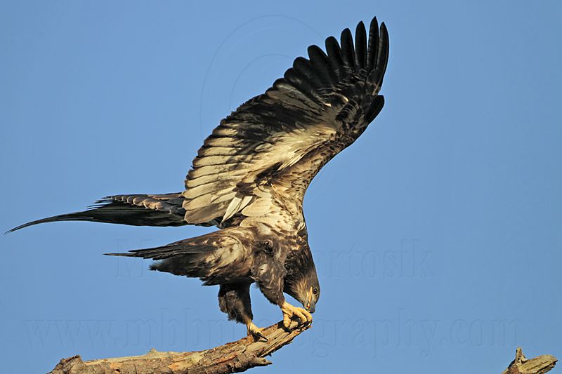 _MG_6550 Bald Eagle.jpg