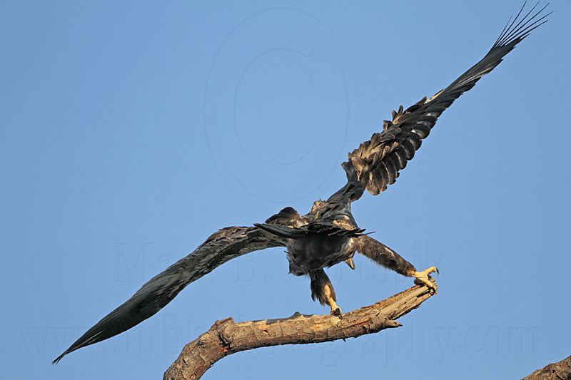 _MG_6632 Bald Eagle.jpg