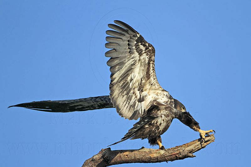 _MG_6642 Bald Eagle.jpg