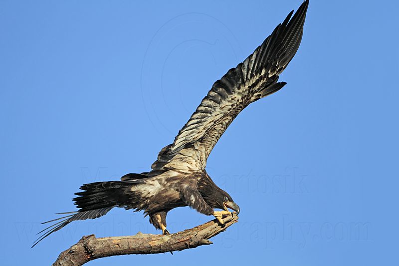 _MG_6650 Bald Eagle.jpg