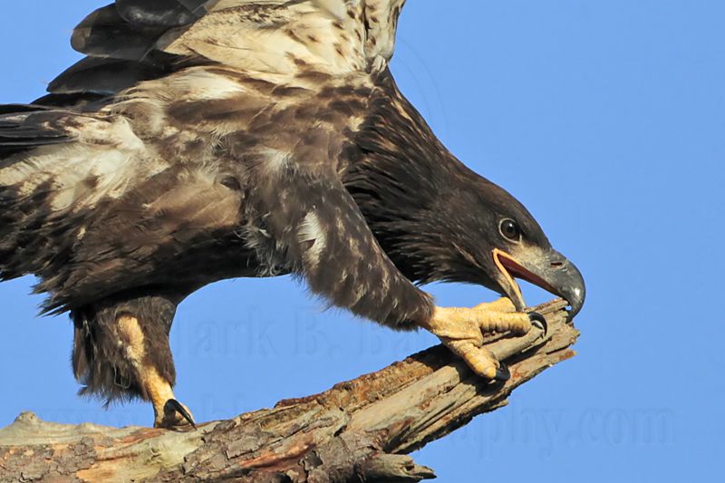 _MG_6651crop Bald Eagle.jpg