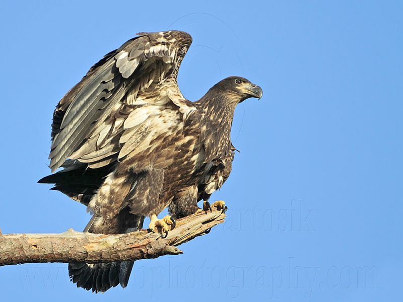 _MG_6813 Bald Eagle.jpg