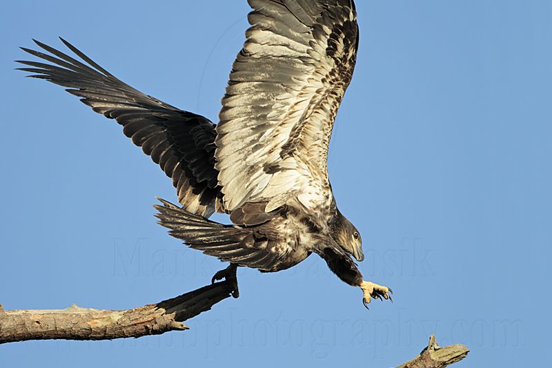 _MG_6843 Bald Eagle.jpg