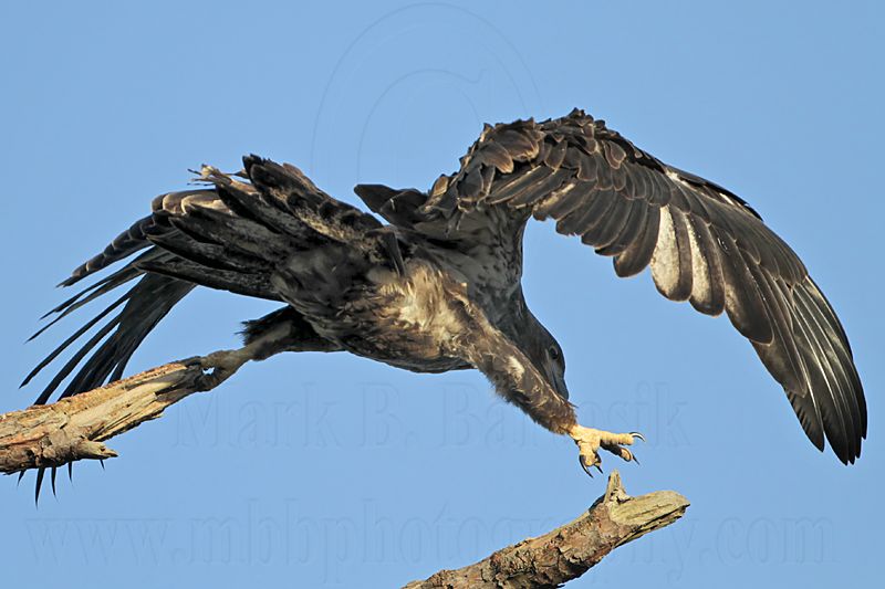 _MG_6845 Bald Eagle.jpg