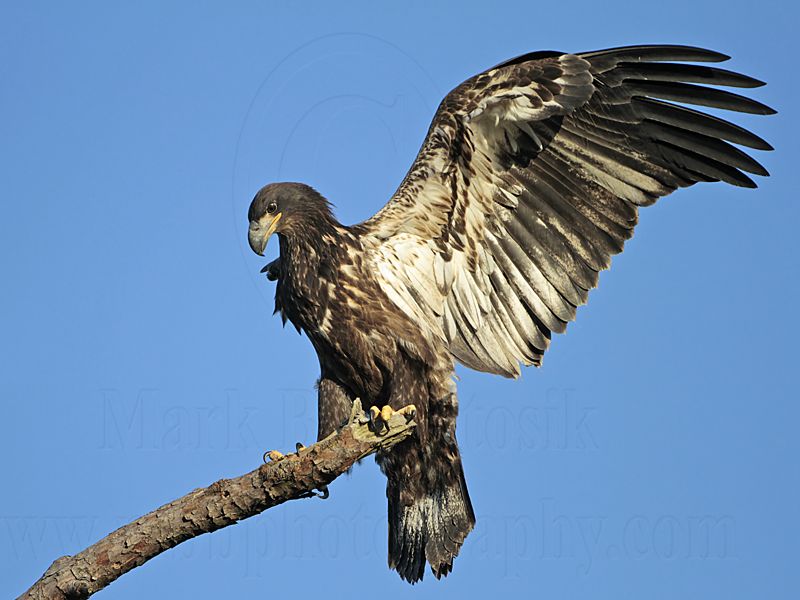 _MG_7122 Bald Eagle.jpg
