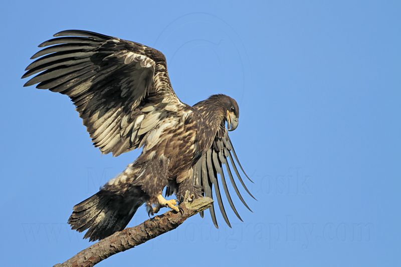 _MG_7214 Bald Eagle.jpg