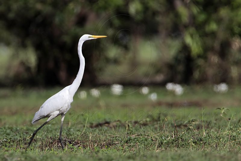 _MG_0615 Eastern Great Egret.jpg