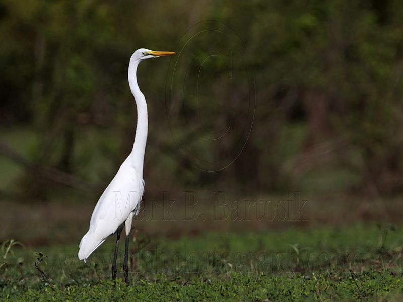 _MG_0635 Eastern Great Egret.jpg