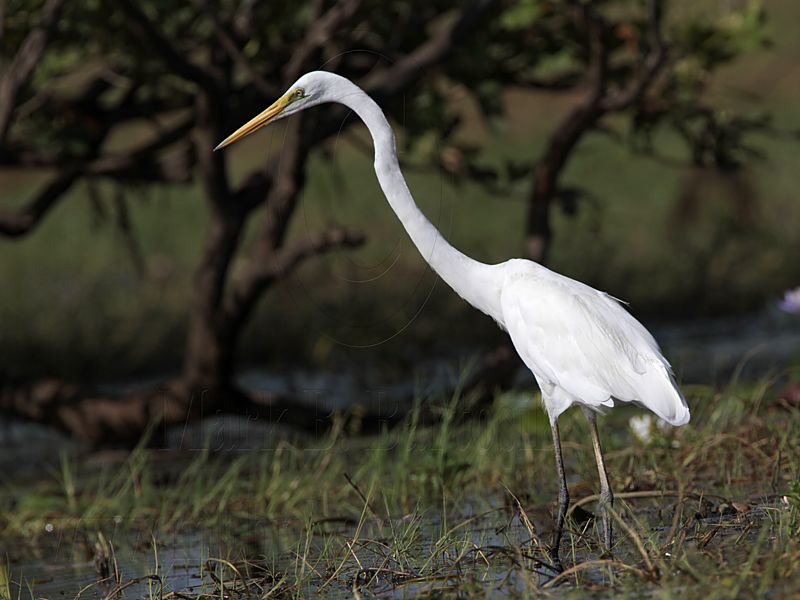 _MG_0905 Eastern Great Egret.jpg