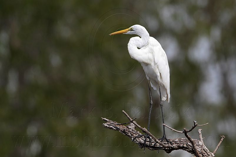 _MG_1348 Eastern Great Egret.jpg